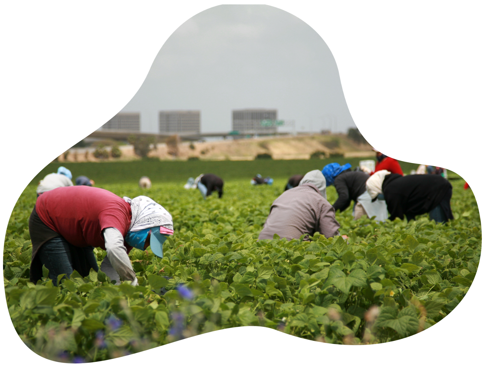 Migrant workers in a field