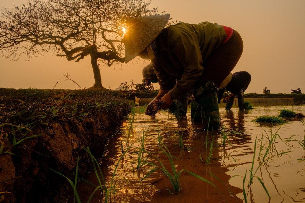 Vietnamese woman working on farm