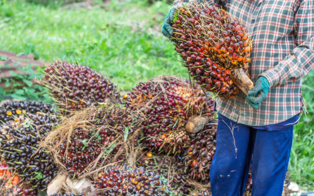 How Integration of Ulula Tech Benefits Wild Asia Group Scheme Palm Oil Smallholders