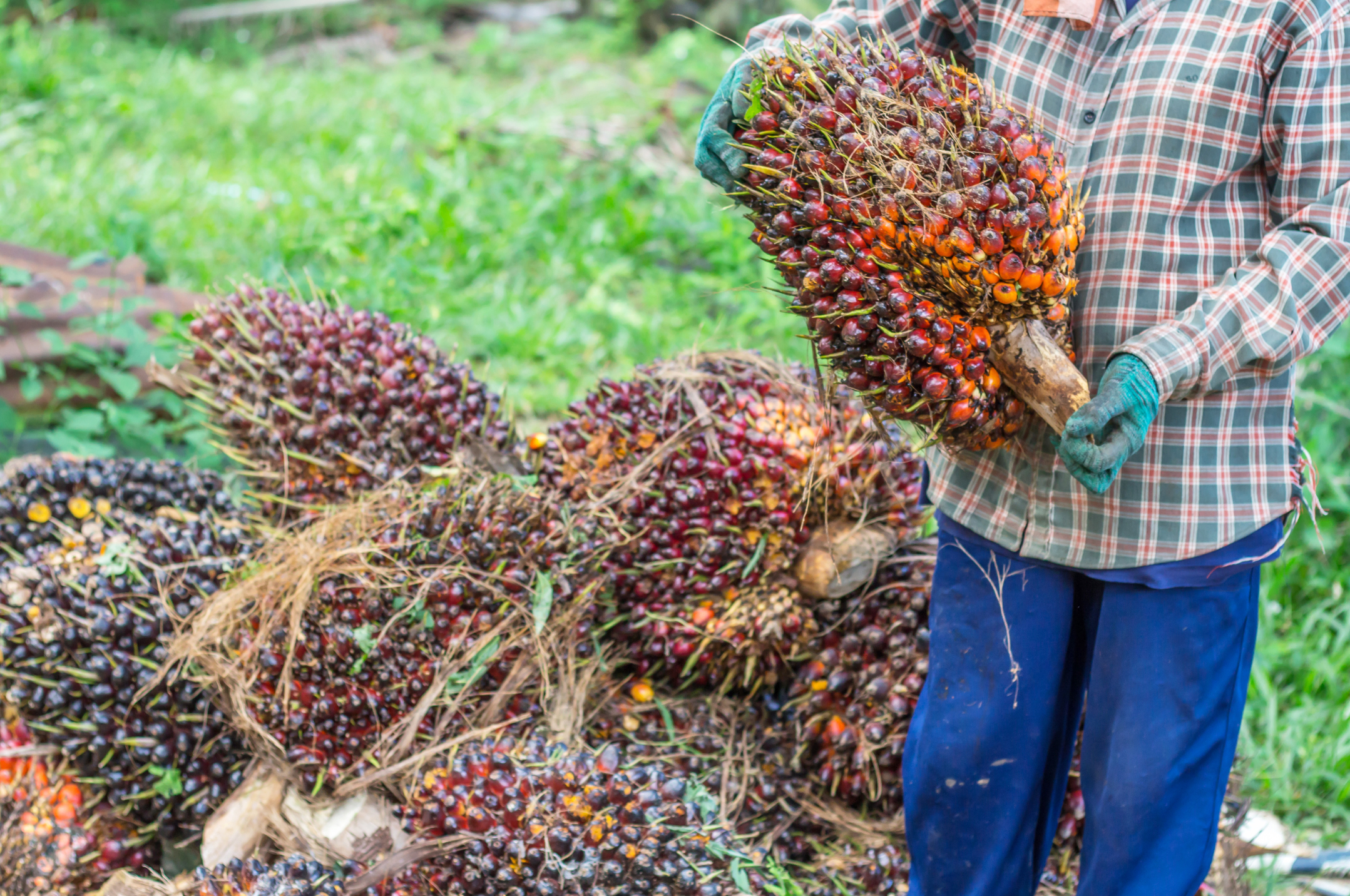 Palm oil farmer holding palm oil plants