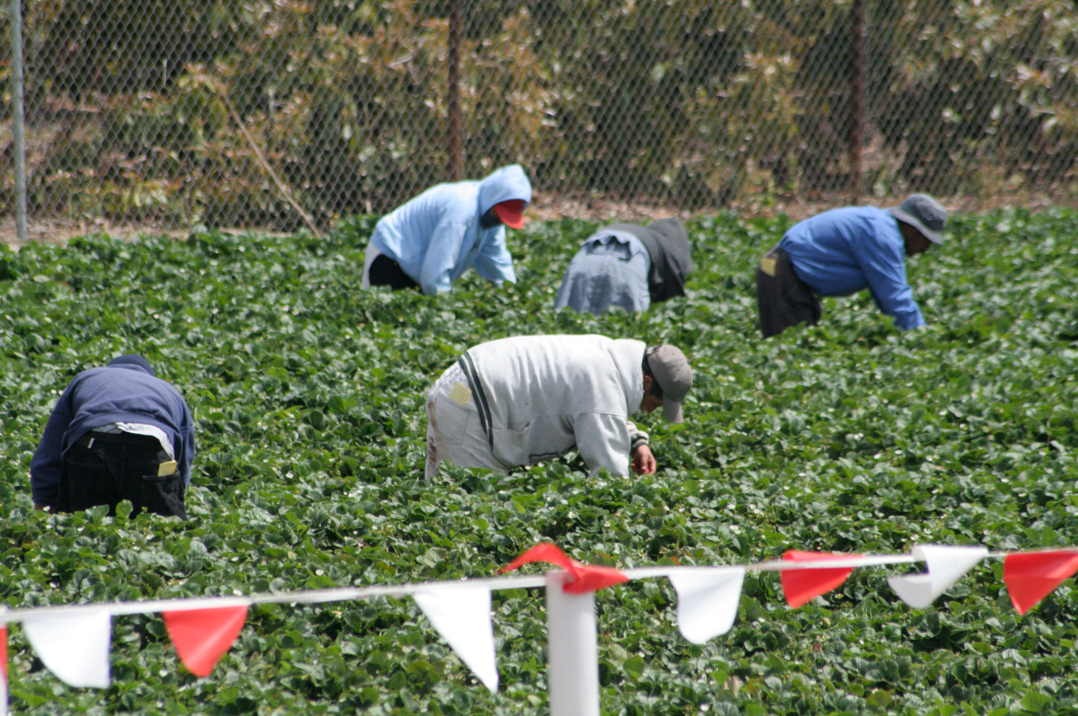 Migrant workers farming